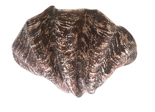 Brown Shell Clam