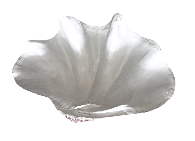 Clam Shell White