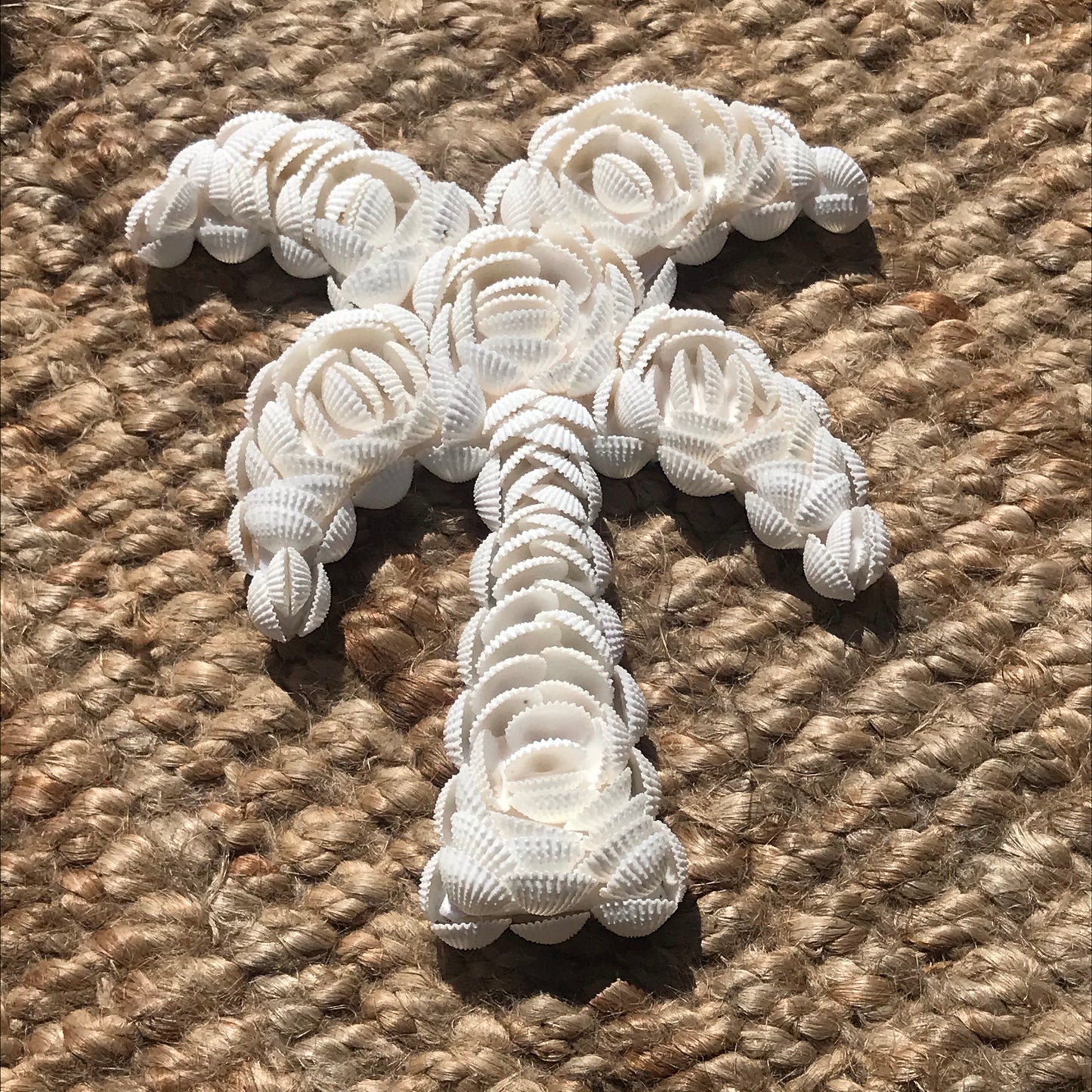 SHELL PALM